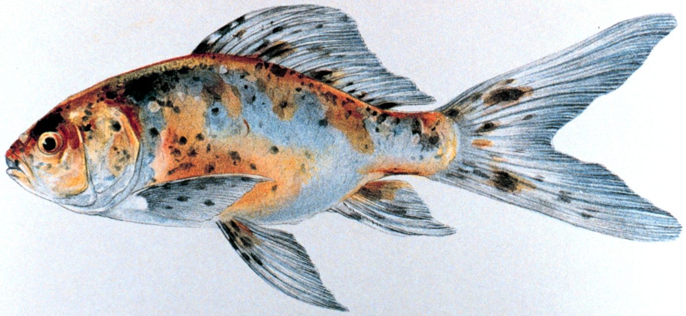 Shubunkin Goldfish (70) — Sacred Aquatics