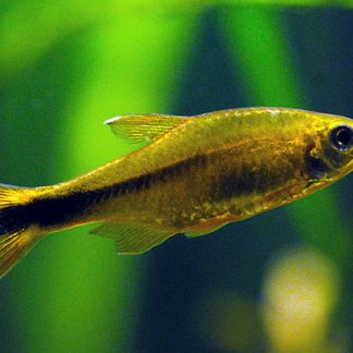 Silvertip Tetra (Lrg) — Sacred Aquatics