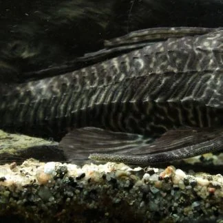 Spotted Raphael Catfish (Med) — Sacred Aquatics