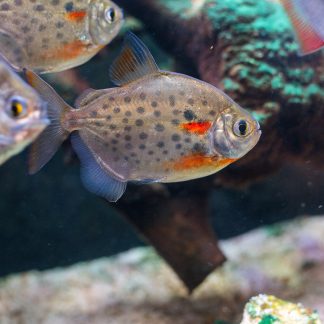 Spotted Silver Dollar (M/L) — Sacred Aquatics