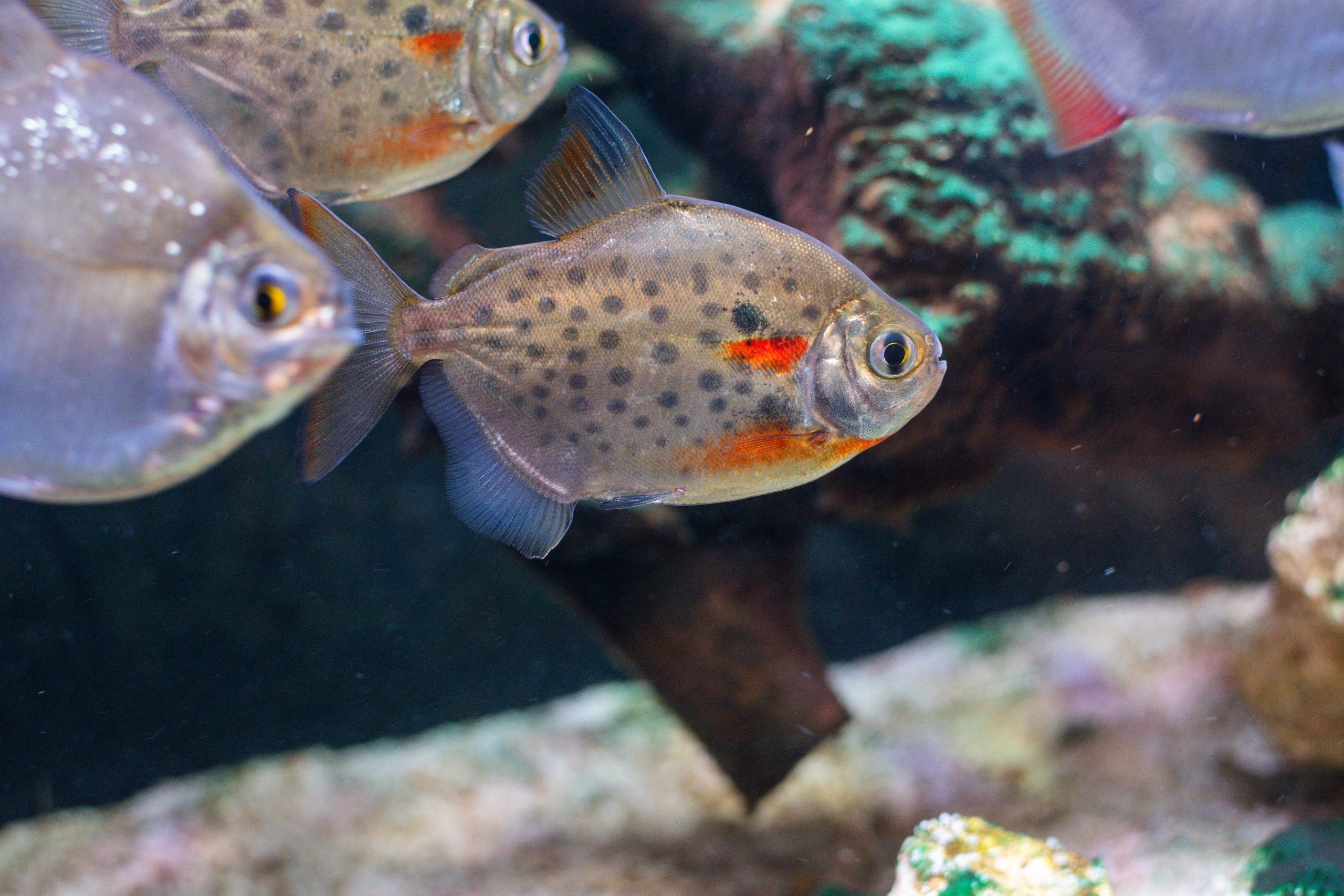 Spotted Silver Dollar (M/L) — Sacred Aquatics