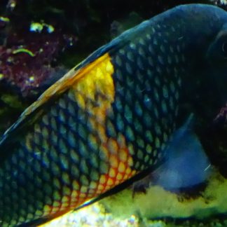 Tropheus Moorii Bemba — Sacred Aquatics