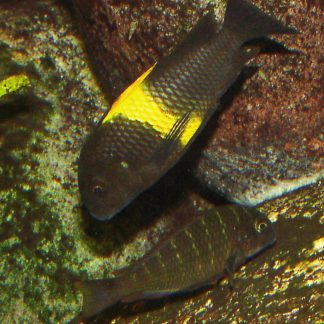 Tropheus Ikola Yellow Kaiser — Sacred Aquatics