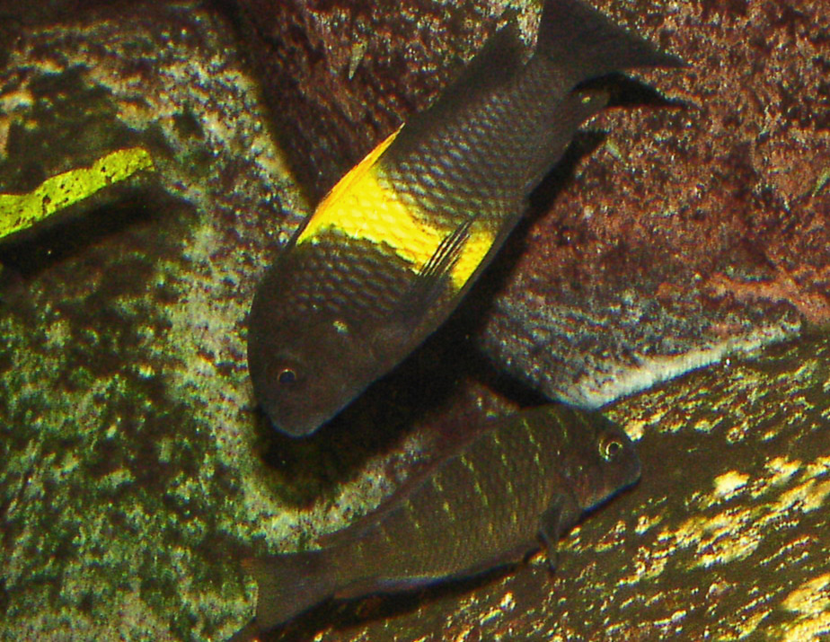 Tropheus Ikola Yellow Kaiser — Sacred Aquatics