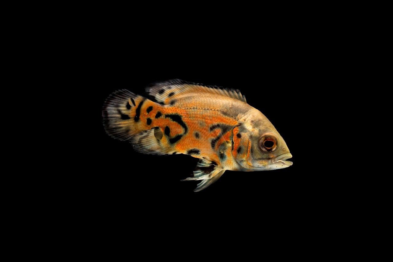 Single dwarf cichlid photographed against a black background