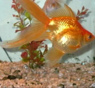 Red Fantail Goldfish (Med) — Sacred Aquatics