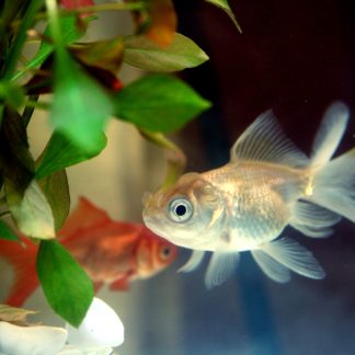 White Lionhead Oranda (Med) — Sacred Aquatics
