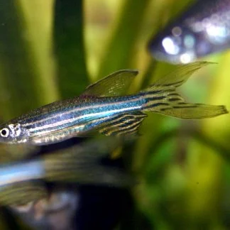 Zebra Danio (M/L) — Sacred Aquatics