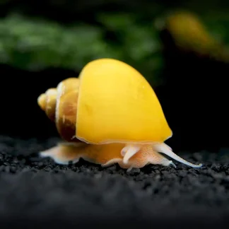 Apple Snail (Med) — Sacred Aquatics