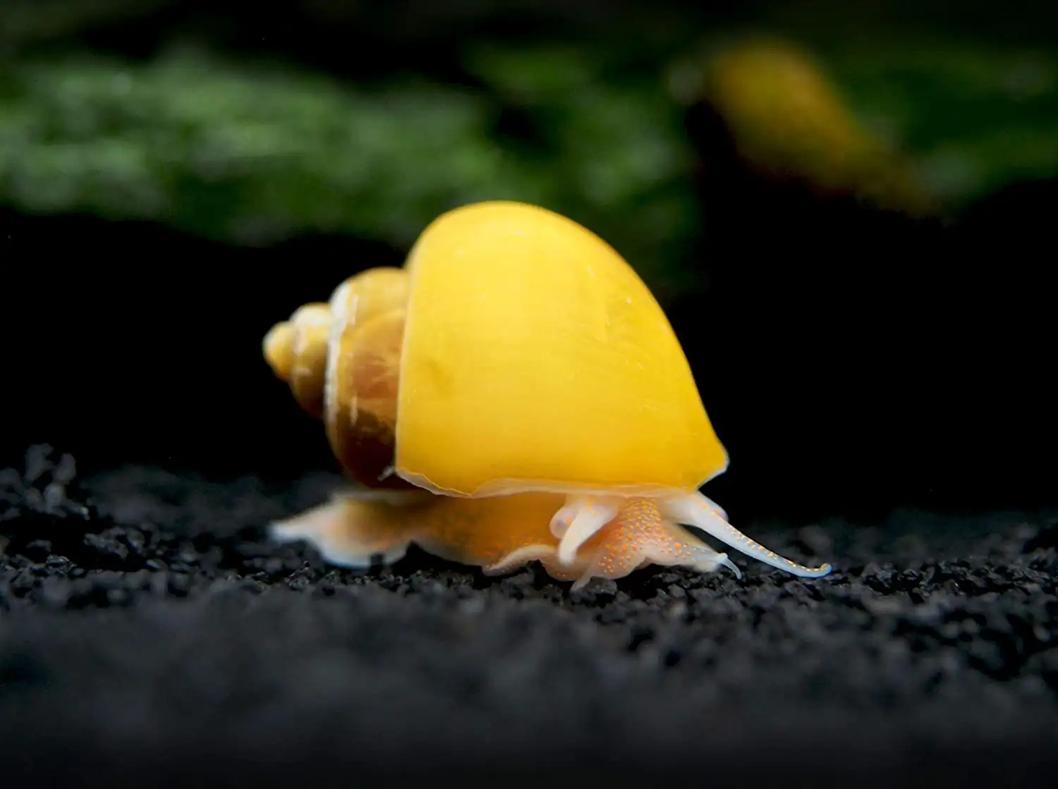 Apple Snail (Med) — Sacred Aquatics