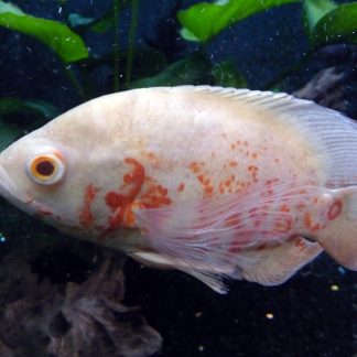 Albino Tiger Oscar (M/L)
