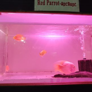 Polar Blue Parrot Cichlid (Med)
