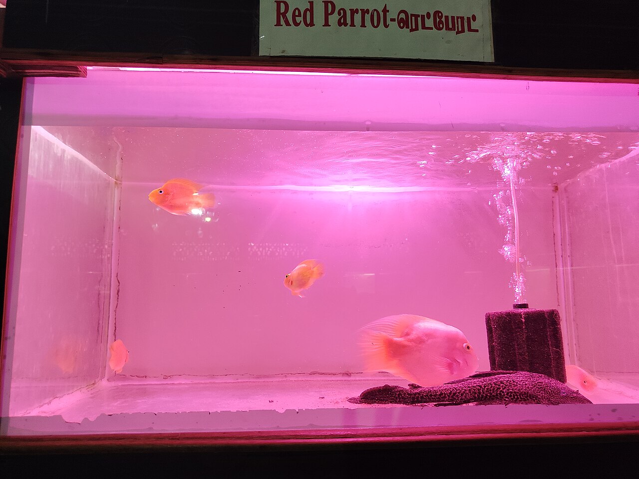 Polar Blue Parrot Cichlid (Med)