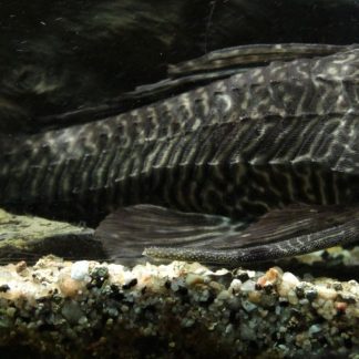 Bandit Corydoras (Med) — Sacred Aquatics