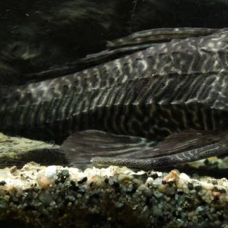 Bandit Corydoras (Med) — Sacred Aquatics