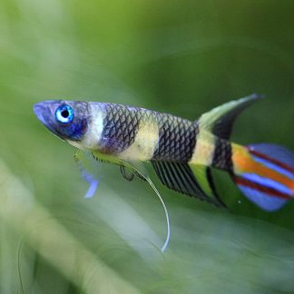 Clown Killifish (Epiplatys annulatus)