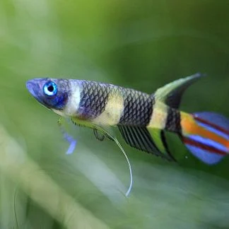 Clown Killifish (Epiplatys annulatus)