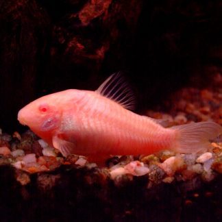 Albino Corydoras (Med)