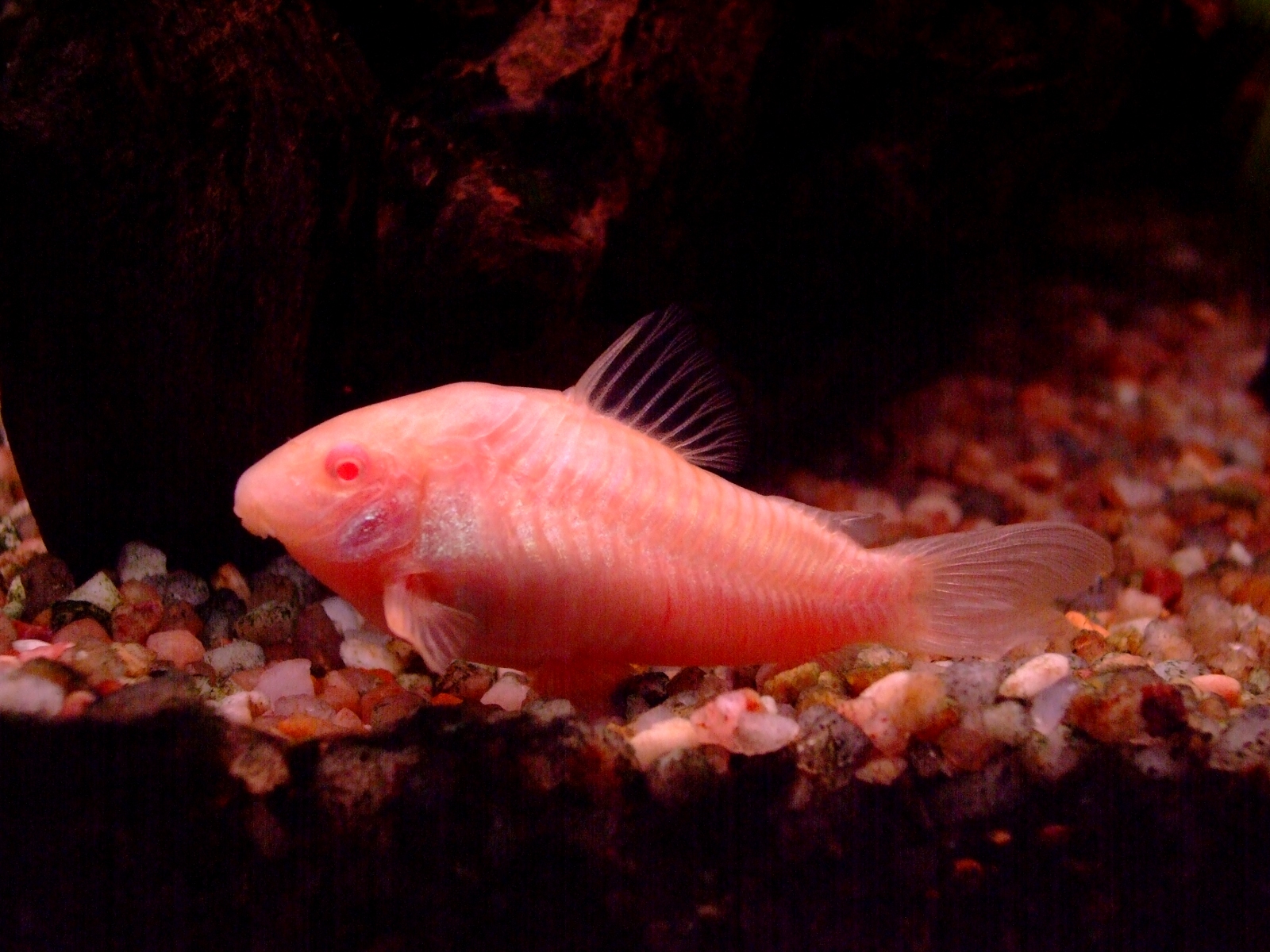 Albino Corydoras (Corydoras aeneus var. Albino)