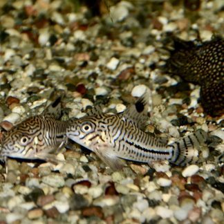 Corydoras Julii (Lrg)
