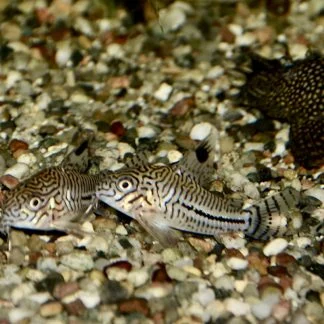 Julii Corydoras (Corydoras julii)