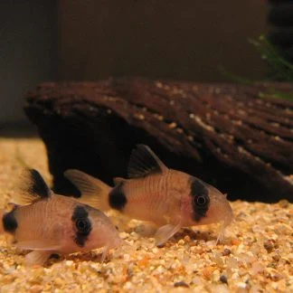 Panda Corydoras (Corydoras panda)