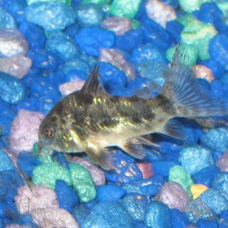 Pepper Corydoras (Med)