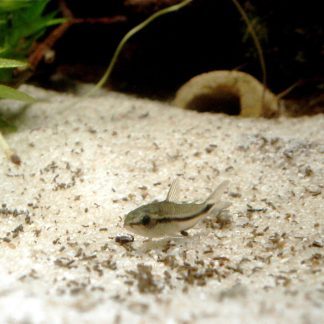 Pygmy Corydoras (M/L)