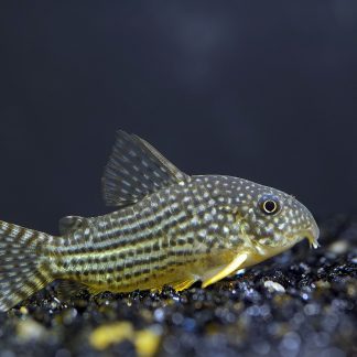 Corydoras Sterbai (M/L)