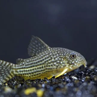 Sterbai Corydoras (Corydoras sterbai)