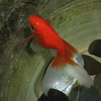 Red & White Fantail Goldfish (Med)