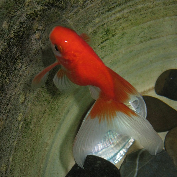 Red & White Fantail Goldfish (Med)