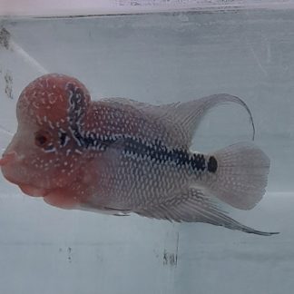 King Kamfa flowerhorn cichlid