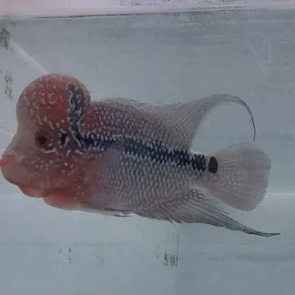 King Kamfa flowerhorn cichlid