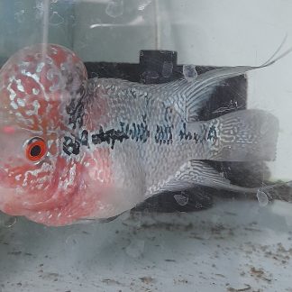 Thai Silk flowerhorn cichlid