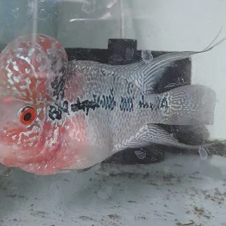 Thai Silk flowerhorn cichlid