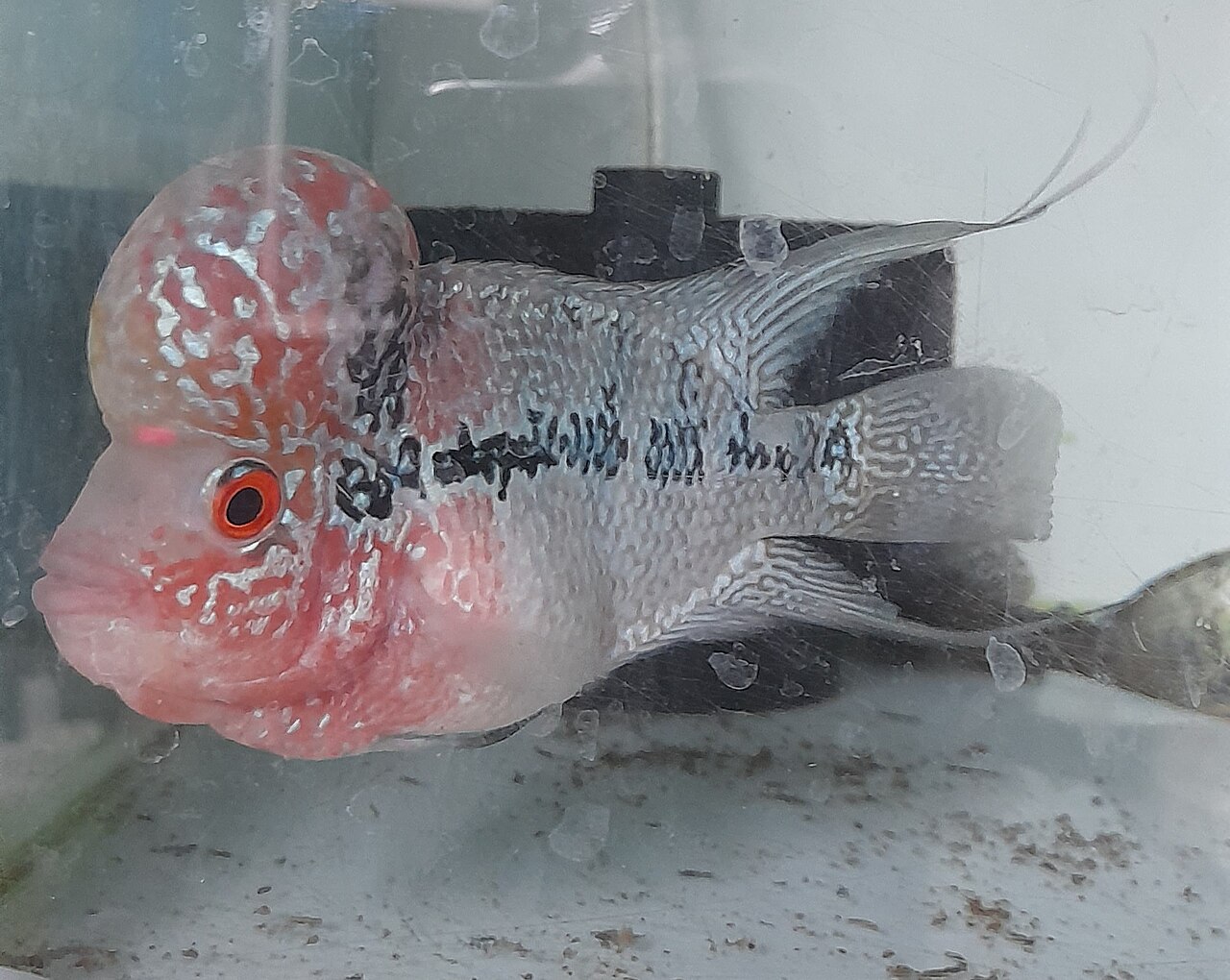 Thai Silk flowerhorn cichlid