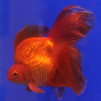 Assorted Nymph Goldfish (Med)