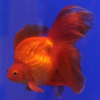 Assorted Nymph Goldfish (Med)