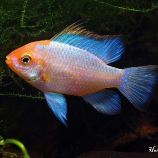 German Blue Ramirezi