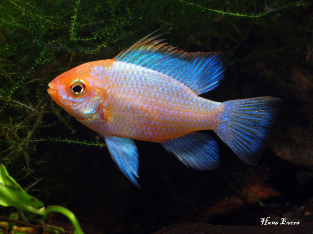 German Blue Ramirezi