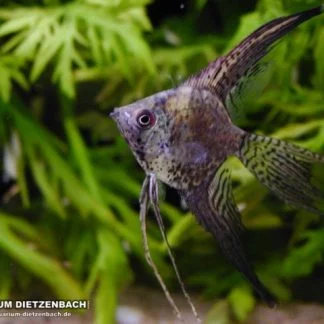 Marble Angelfish