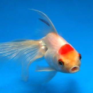 White Fantail Goldfish (Med)