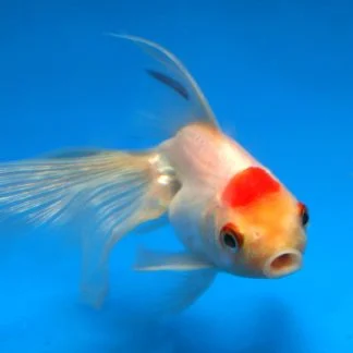 White Fantail Goldfish (Med)