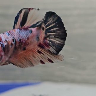 Tiger Koi Plakat Betta (HMPK) (Male)