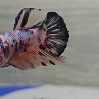 Tiger Koi Plakat Betta (HMPK) (Male)
