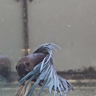 Steel Blue Crowntail Betta (Male) — Sacred Aquatics