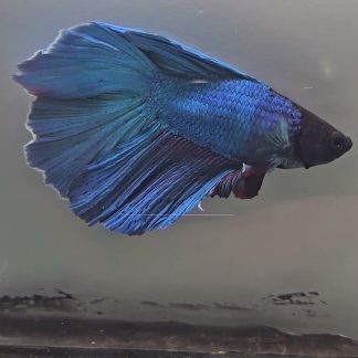 Royal Blue Double Tail Halfmoon Betta (Male)