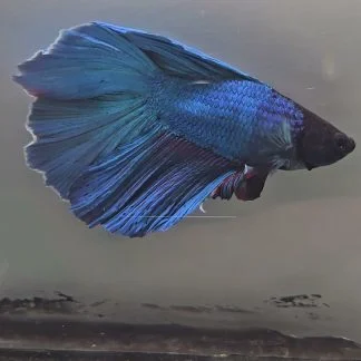 Royal Blue Double Tail Halfmoon Betta (Male)