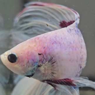 Grizzled Pastel Multi-color Double Tail Halfmoon Betta (Male)